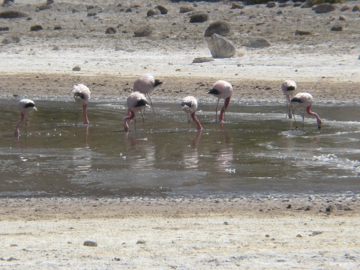 15-atacama-flamingos